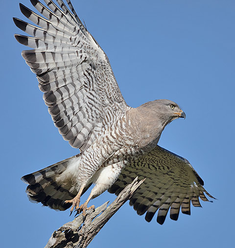 Southern Banded Snake Eagle in flight